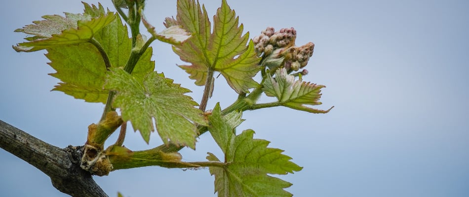 Du vignoble au verre Du vignoble au verre