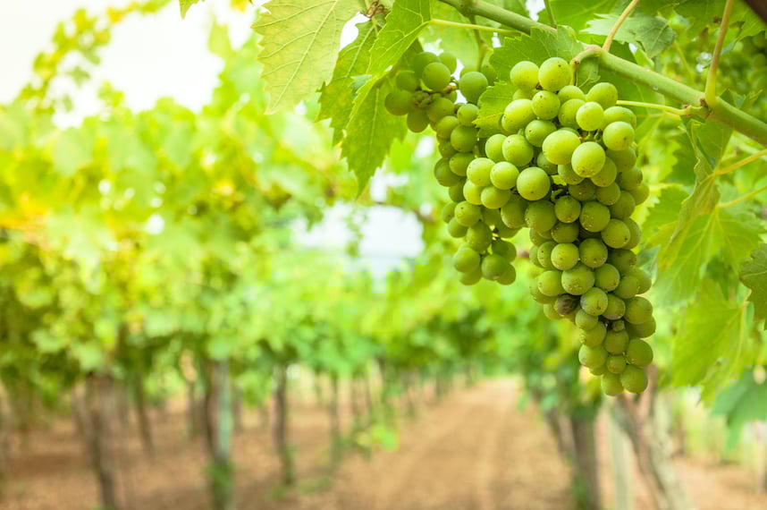 Falanghina, le vin emblématique de la Campanie Falanghina, le vin emblématique de la Campanie