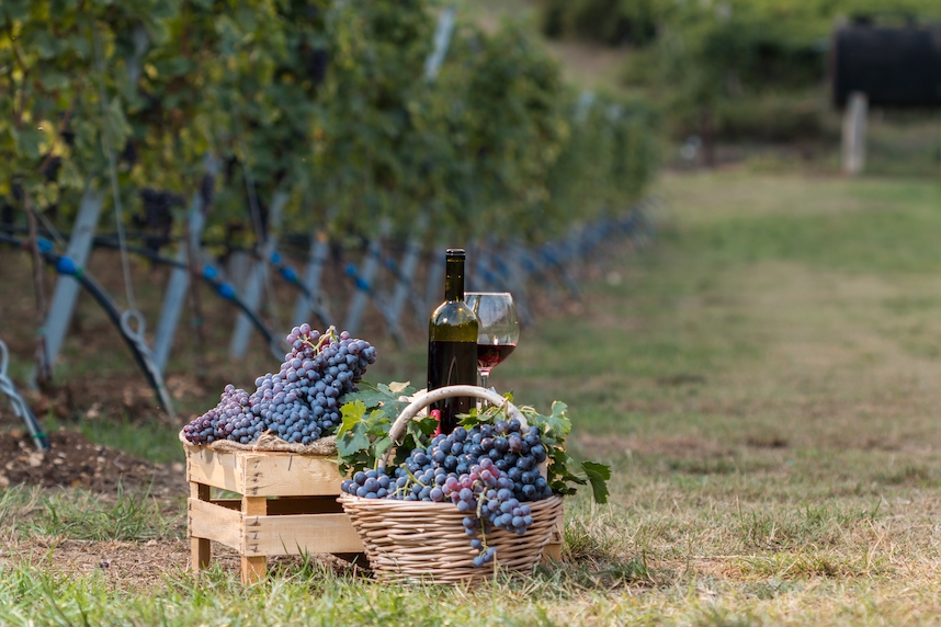 Amarone della Valpolicella : histoire et caractéristiques du célèbre vin de la Vénétie Amarone della Valpolicella : histoire et caractéristiques du célèbre vin de la Vénétie